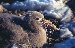 Giant Southern Petrel Chick