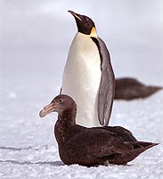 Giant Southern Petrel Juvenile