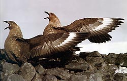 Skua Gulls